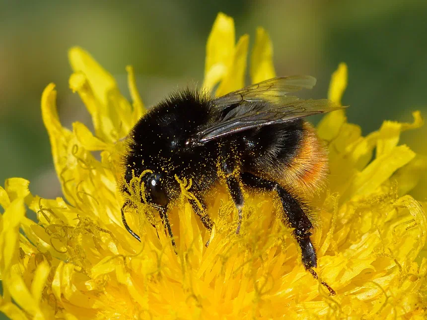 Bumble Bees