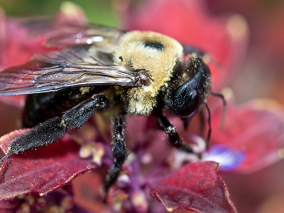 Carpenter Bees