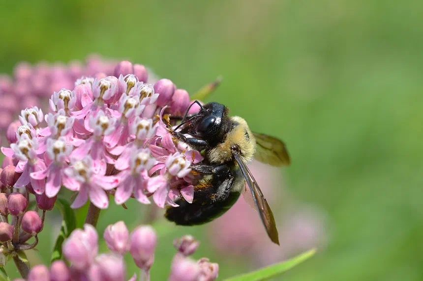 Carpenter Bees