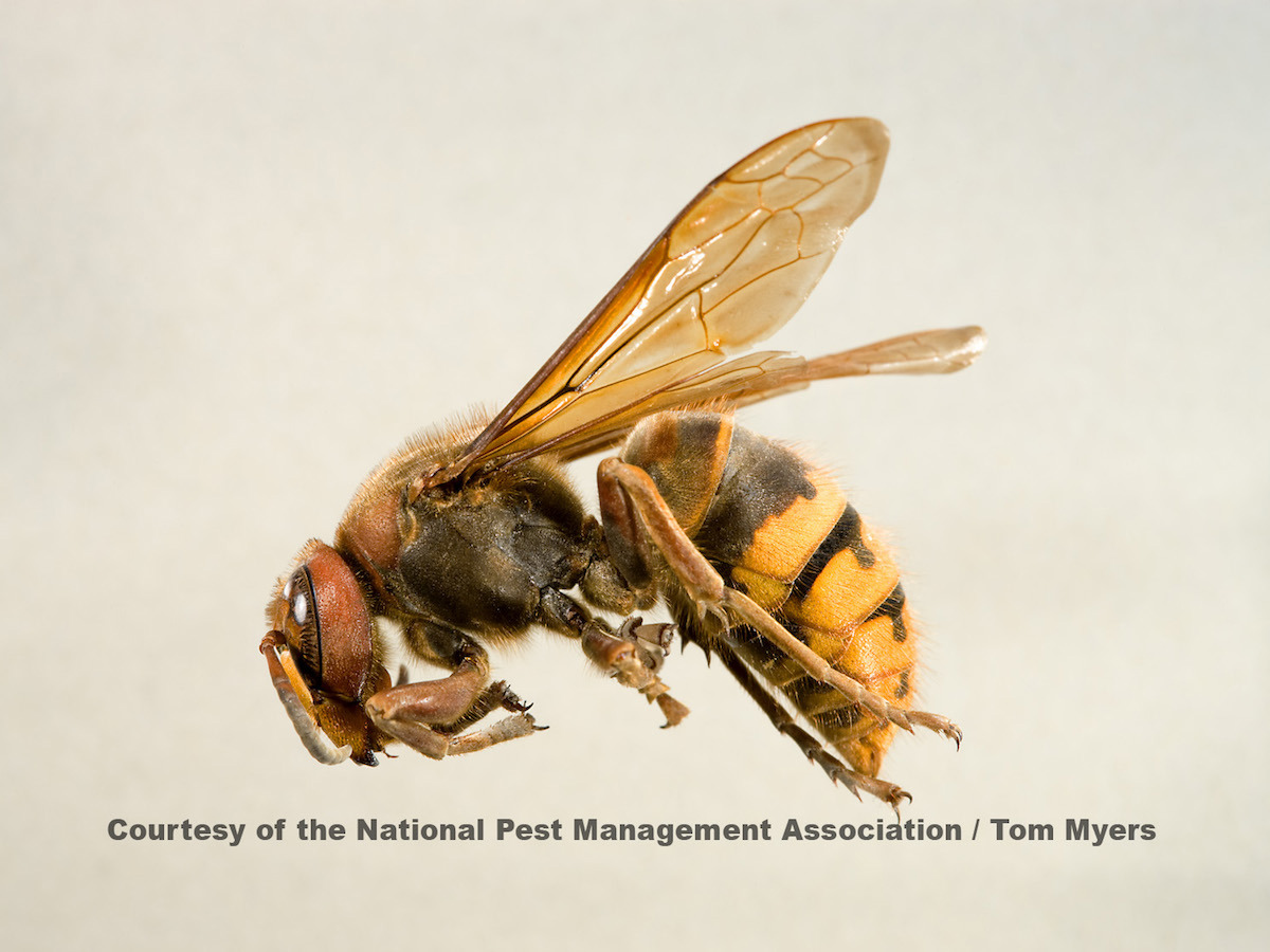 European Hornet Vespa crabro Linnaeus