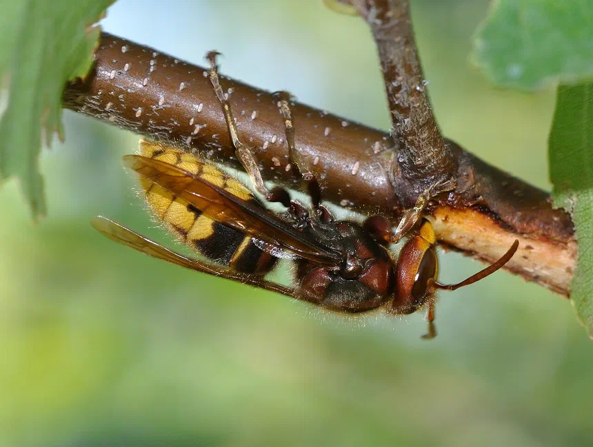 European Hornet
