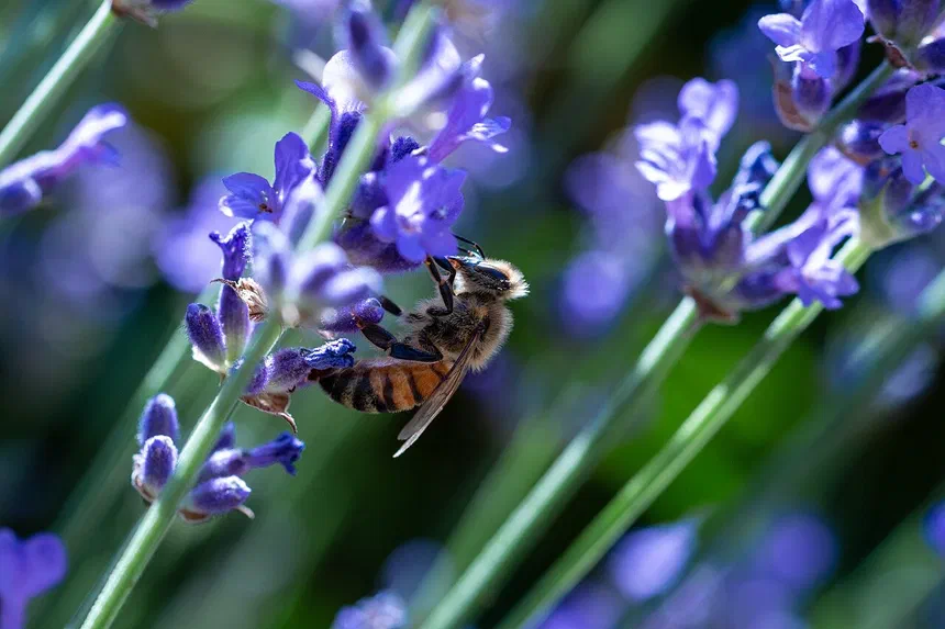 Honey Bees