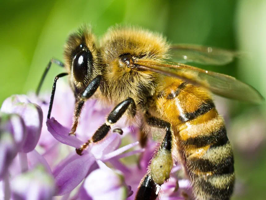 Honey Bees Apis nekkufera Linnaeus