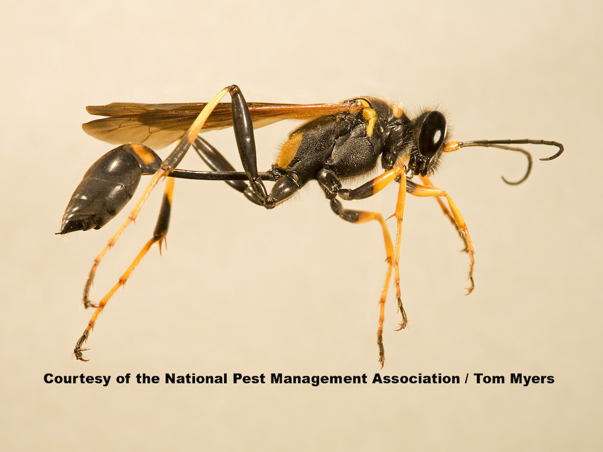Mud Dauber Wasps