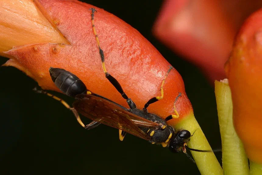 Mud Dauber Wasps