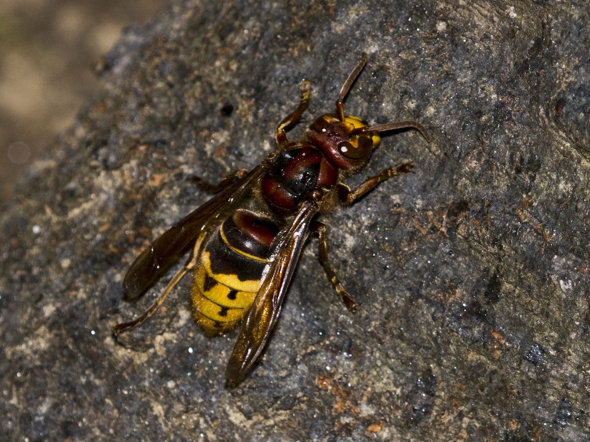 Northern Giant Hornet