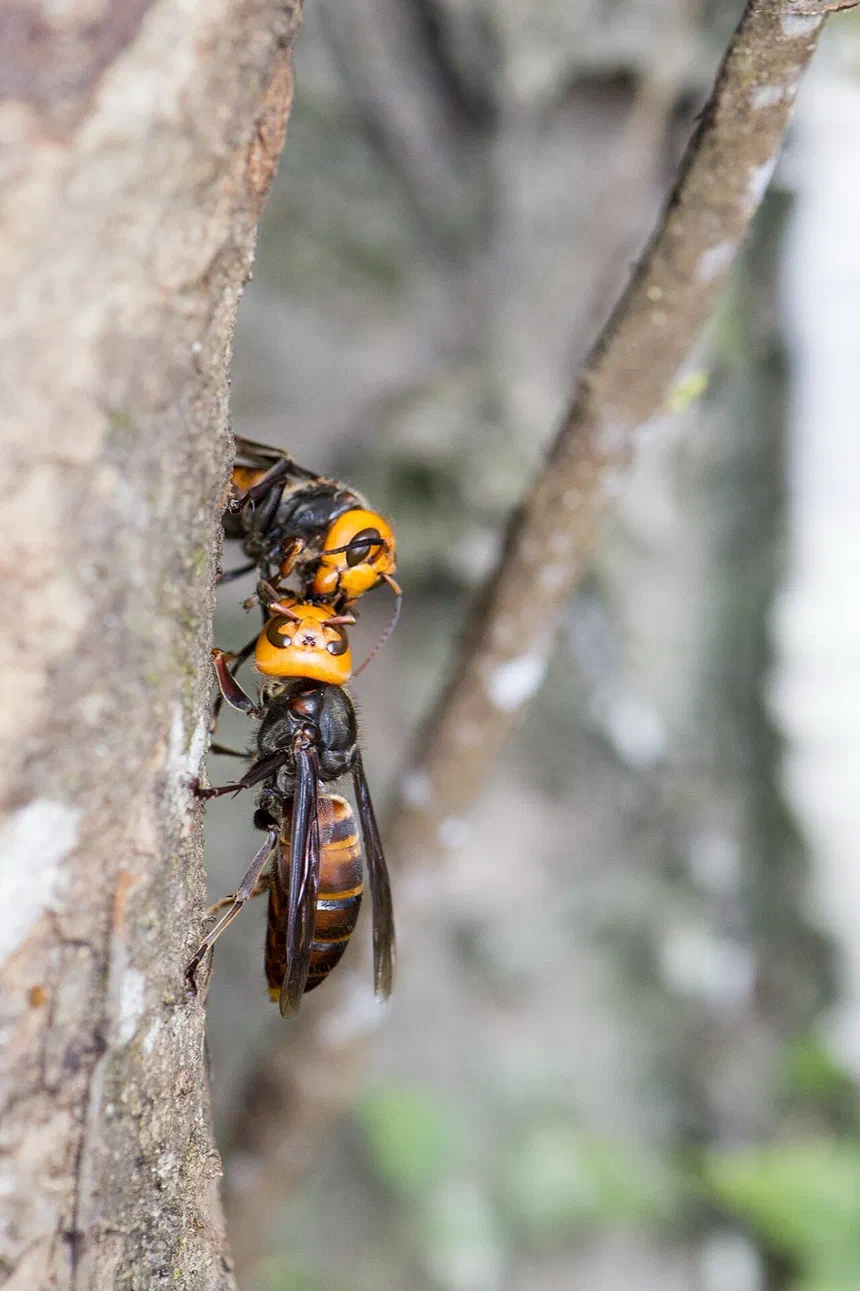 Northern Giant Hornet
