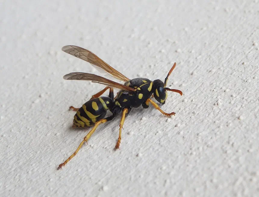 Paper Wasps