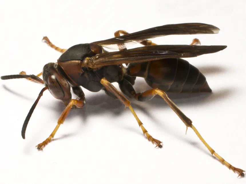 Paper Wasps Polistes spp.