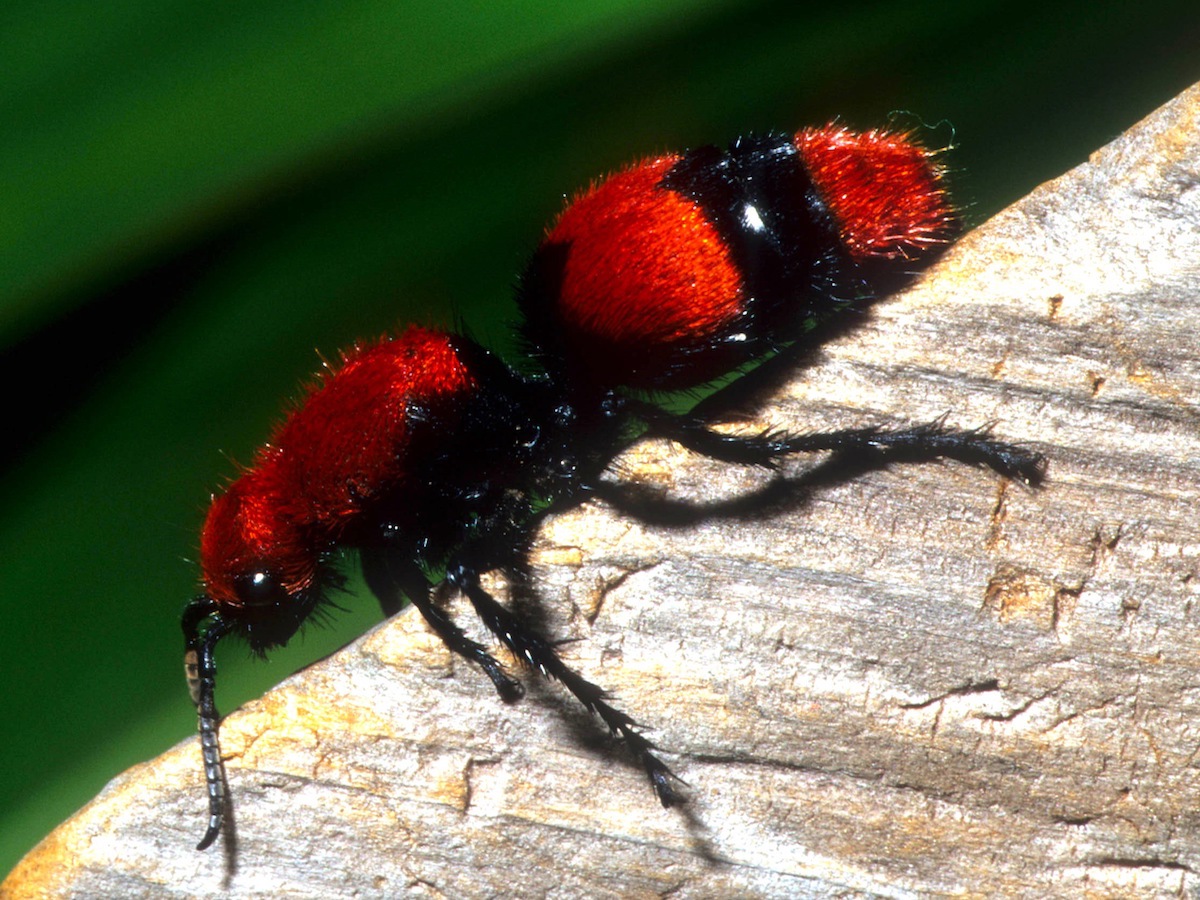 Velvet Ants