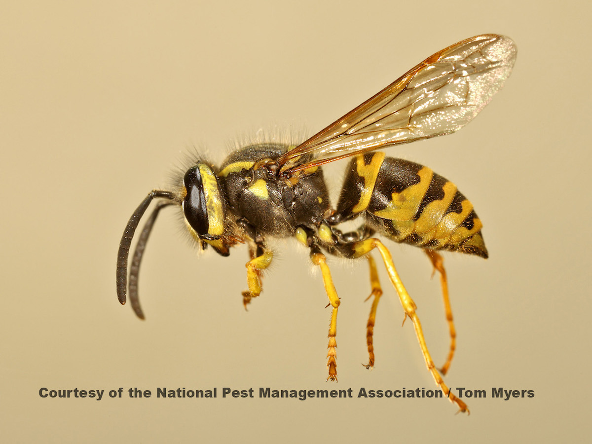 Yellowjackets Vespula spp.