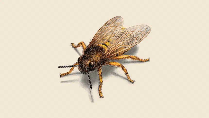 Stinging Pests