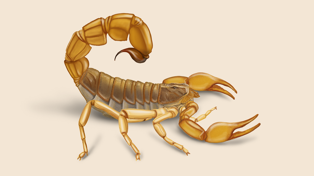 Scorpion Facts & Information