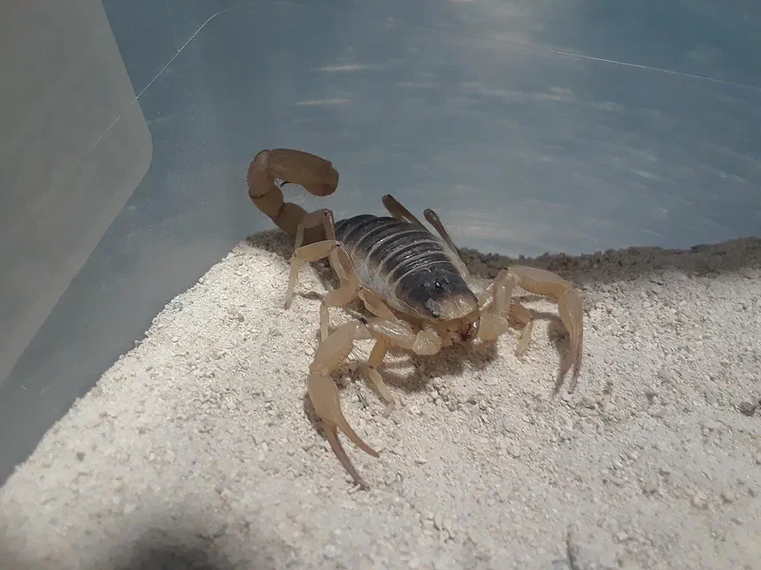 Scorpion Facts & Information