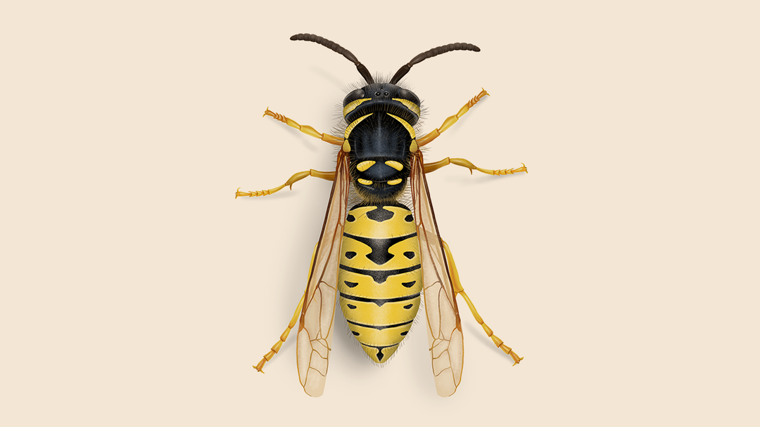 Yellow Jacket Facts & Information