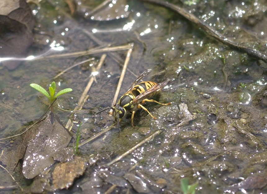 Yellow Jacket Facts & Information