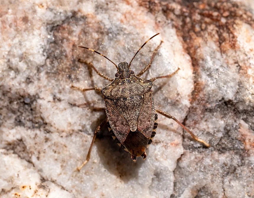 Stink Bug Traps
