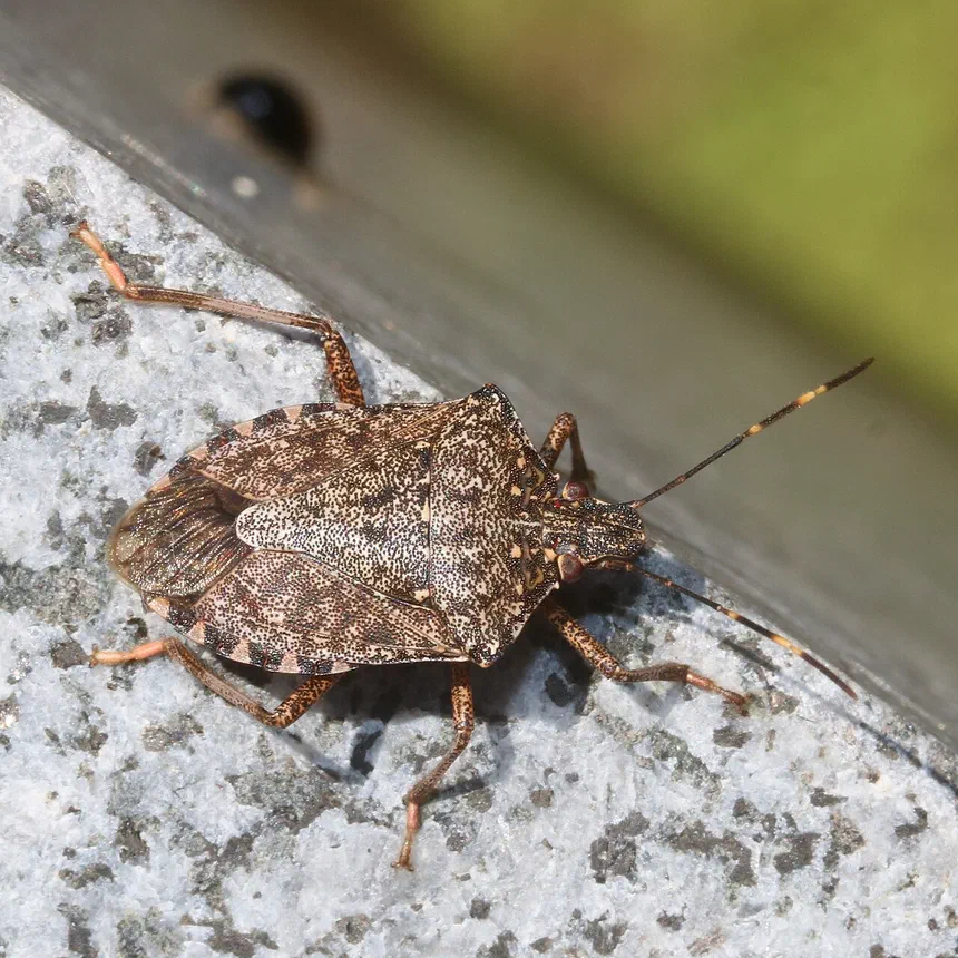 Can Stink Bugs Bite or Sting Humans?
