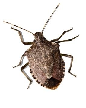 How Do Stink Bugs Move Around?
