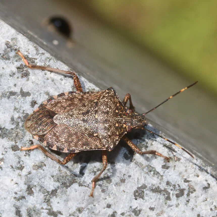 How Do Stink Bugs Move Around?