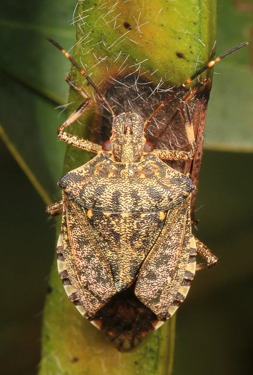 How To Tell Stink Bugs & Kissing Bugs Apart