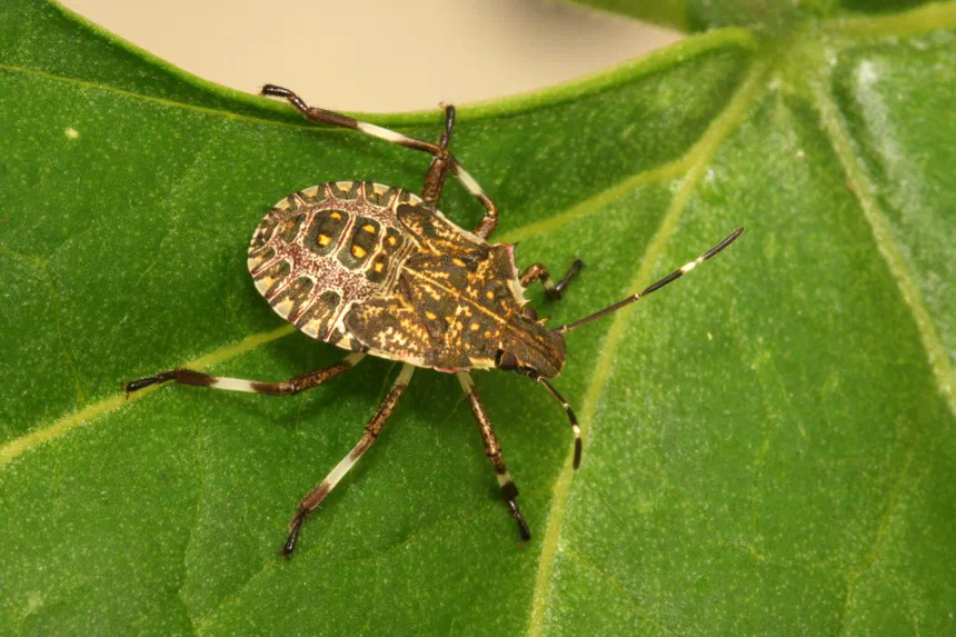 Brown Marmorated Stink Bug Life Cycle Facts