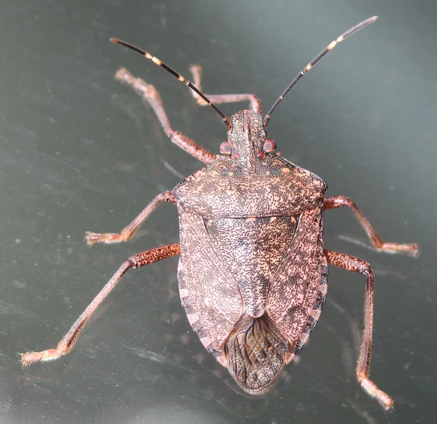 What Happens to Stink Bugs During the Winter?
