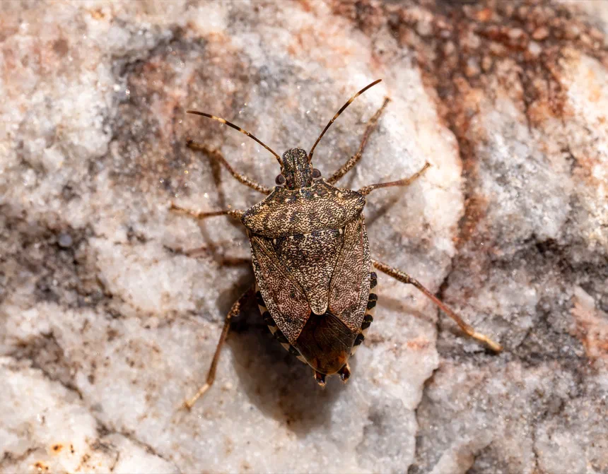 What Does a Stink Bug Look Like?