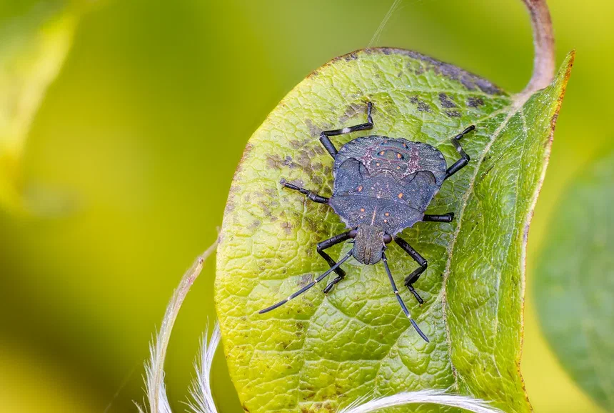 What Eats Stink Bugs?