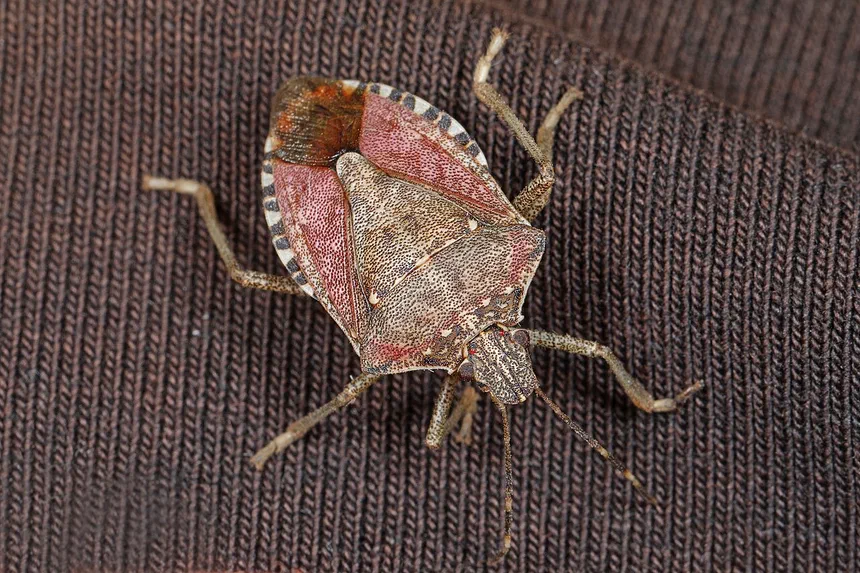 Where Do Stink Bugs Live?