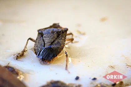 Where Do Stink Bugs Live?