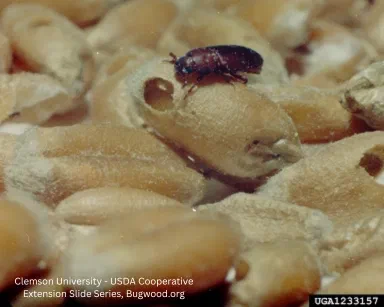 Confused Flour Beetle