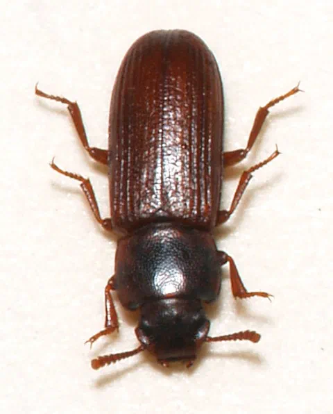Stored Product Pests