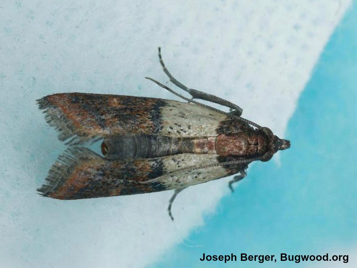 Indian Meal Moths