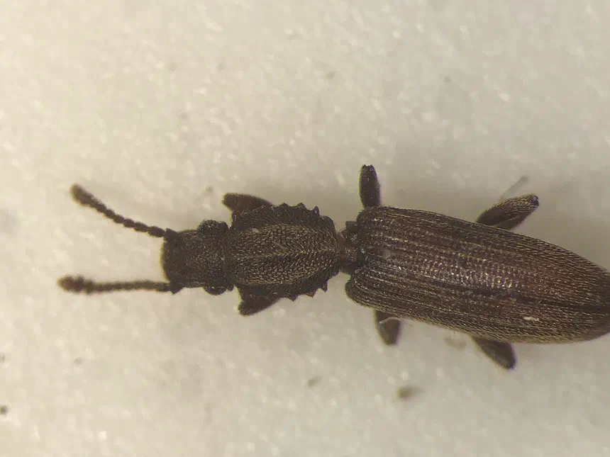 Merchant Grain Beetles