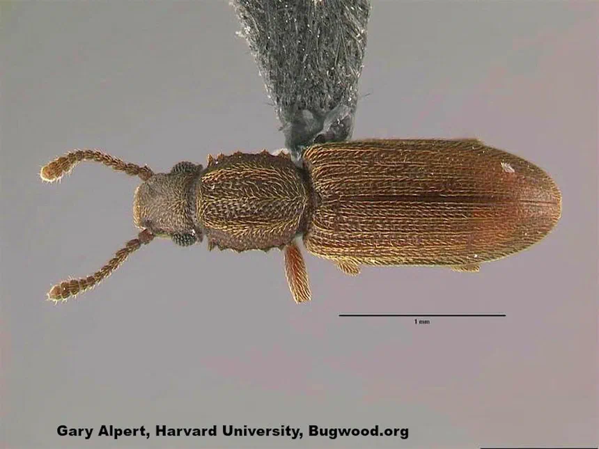 Merchant Grain Beetles Anobiid and