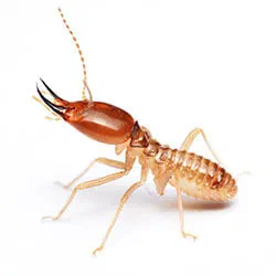 Termites