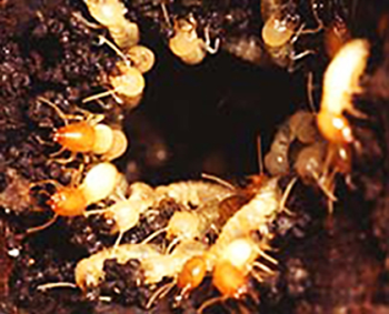 Types of Termite Colonies