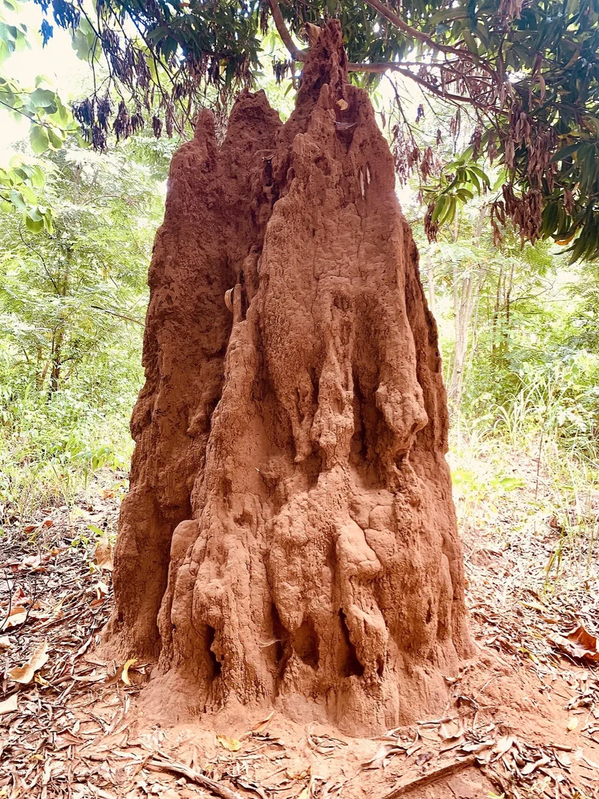Types of Termite Colonies