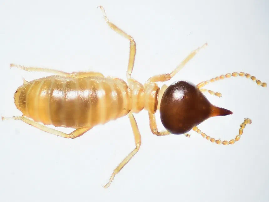 Conehead Termites