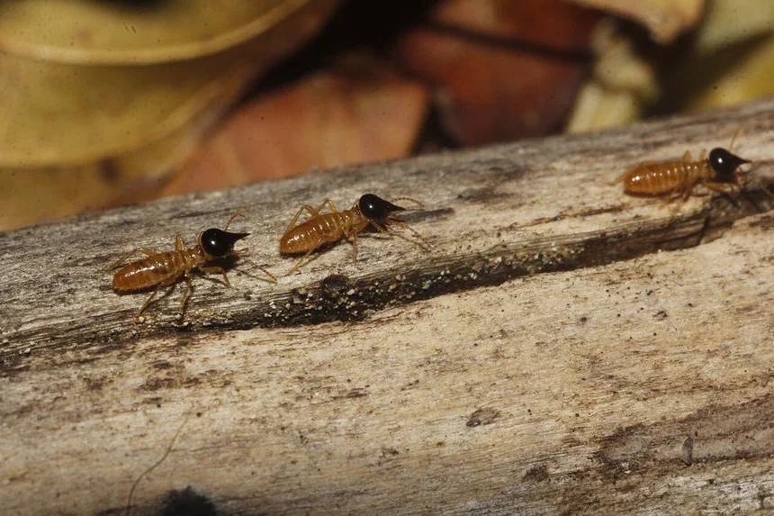 Conehead Termites