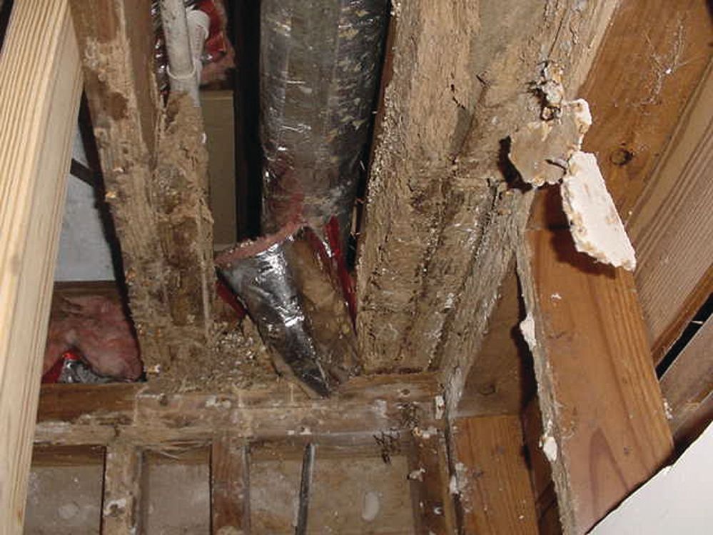 Termite Structural Damage