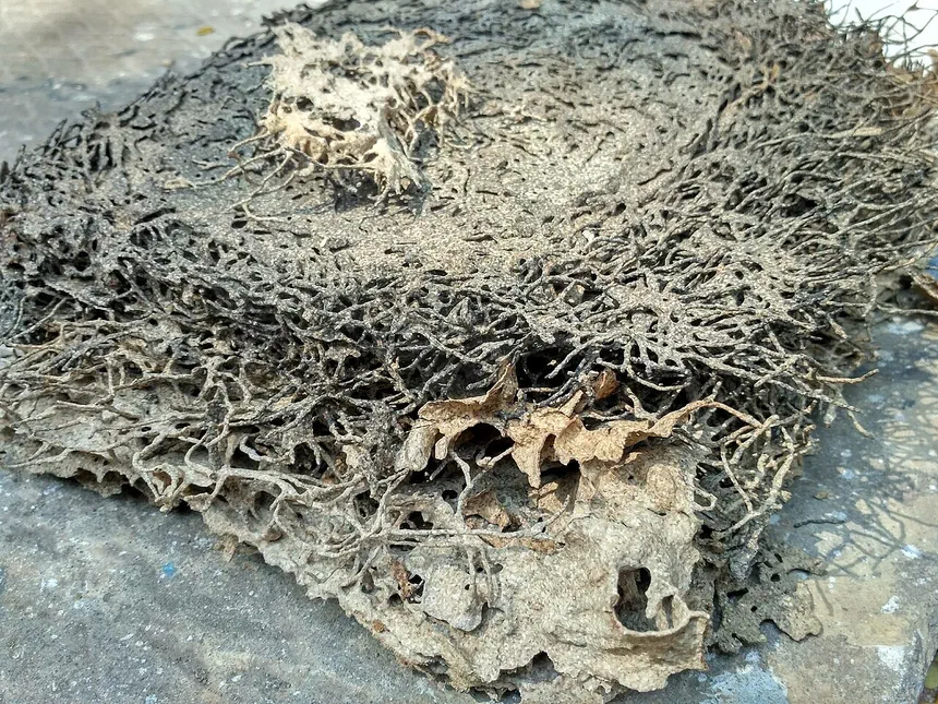 Termite Structural Damage