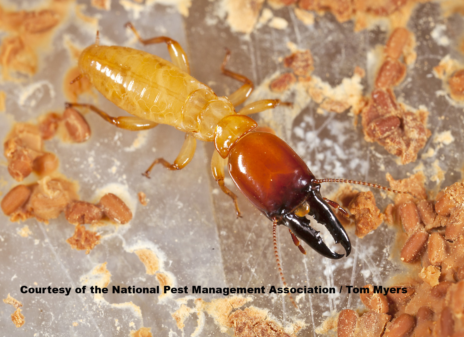 Dampwood Termites Family Hodotermitidae