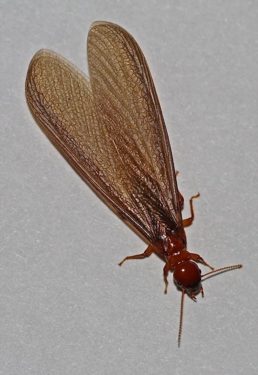 Dampwood Termites
