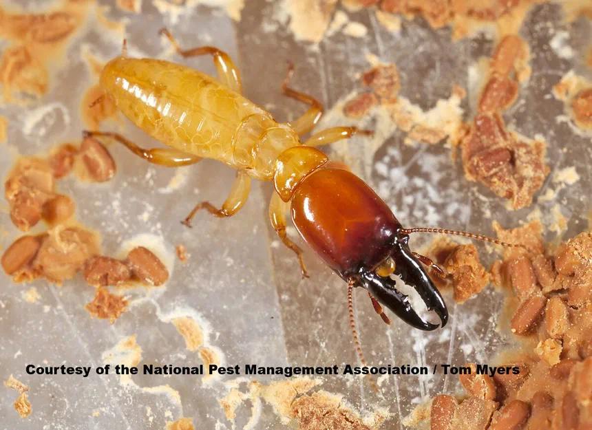 Dampwood Termites Family Hodotermitidae