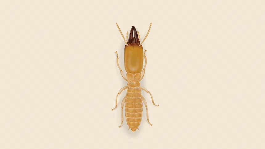 Dark Southeastern Subterranean Termite Facts & Information