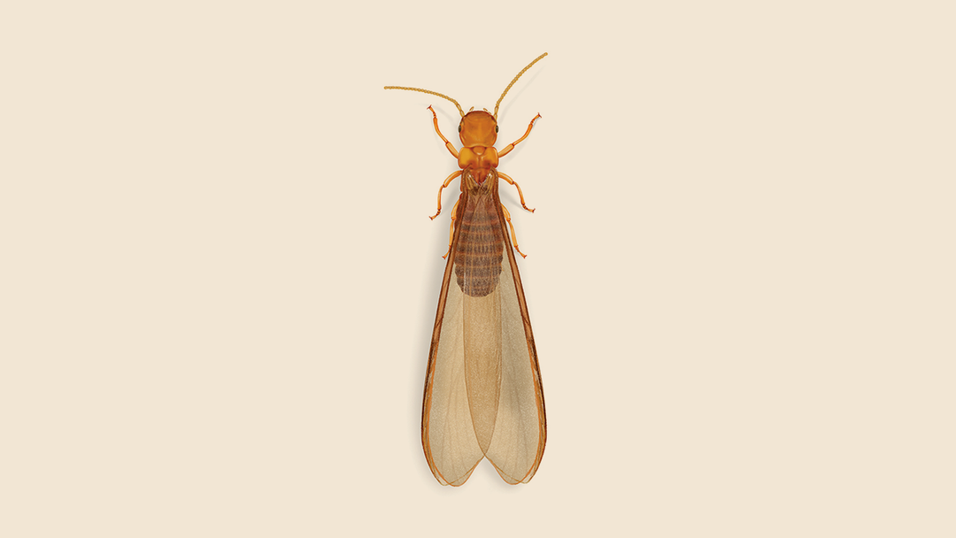 Desert Drywood Termite Facts & Information