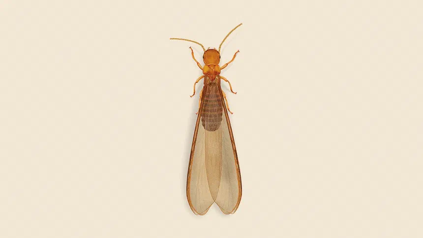 Desert Drywood Termite Facts & Information