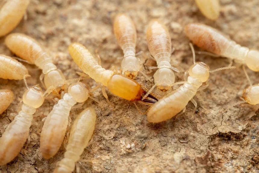 Desert Termite Facts & Information